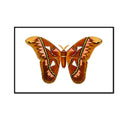 Desert Air Butterfly