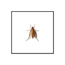 Insect Collection