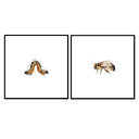 Insect Collection Pair