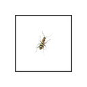 Insect Collection