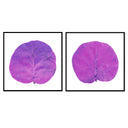Seagrape Leaf Pair