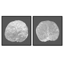 Seagrape Leaf Pair