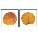 Seagrape Leaf Pair