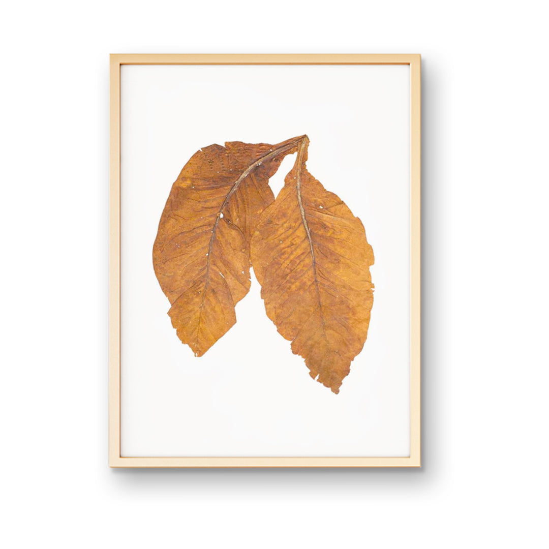 Tobacco Leaves Print, Hand Pressed Leaf
