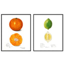 Vintage Citrus Pair