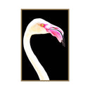 Flamingo on Black