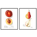 Vintage Peach & Pear Pair