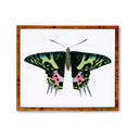Pink Eyed Butterfly