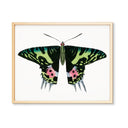 Pink Eyed Butterfly