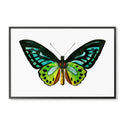Spring Air Butterfly