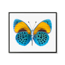 Vibrant Butterfly