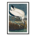 Vintage Golden Beak