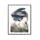 Vintage Old Great Blue Heron