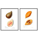 Vintage Fig & Sapote Pair