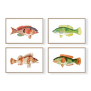 Bright Vintage Fish Set