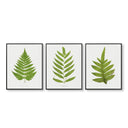 Antique Ferns Trio