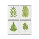 Antique Ferns Set of 4
