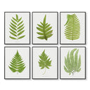 Antique Ferns Set of 6