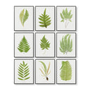 Antique Ferns Set of 9