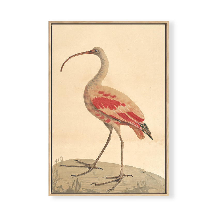 Visual Rbano Bird Vintage Bird No.2 | Coastal Bird Art | Wholesale Giclee Prints – Urban ...