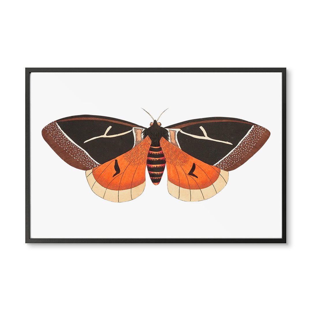 Orange & Black Moth
