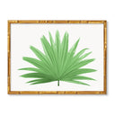 Fan Palm