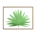 Fan Palm