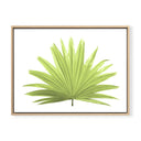 Fan Palm