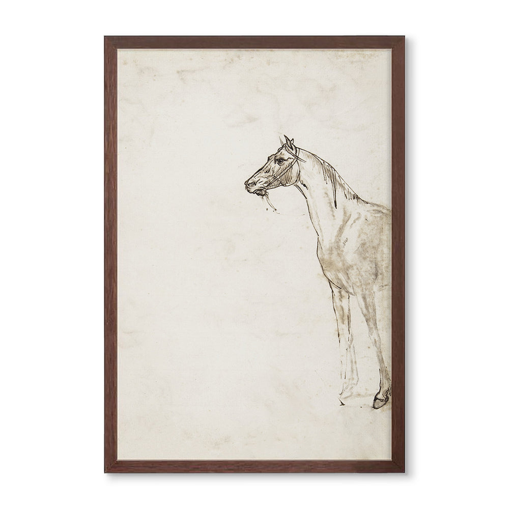 Horse Sketch