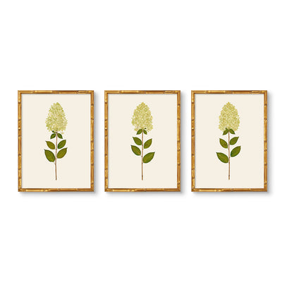 Dried Limelight Hydrangea Trio