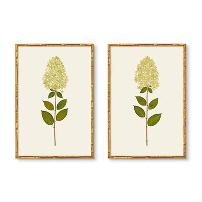 Dried Limelight Hydrangea Pair