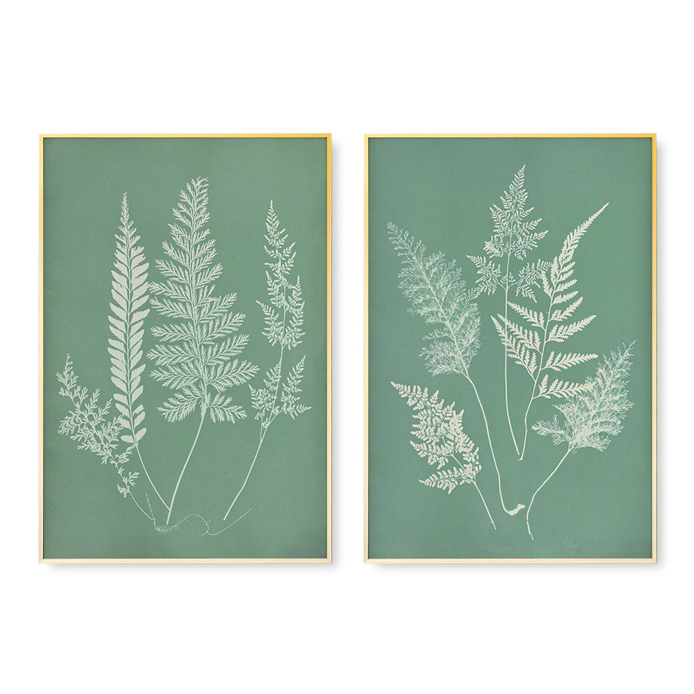 Hued Fern Pair