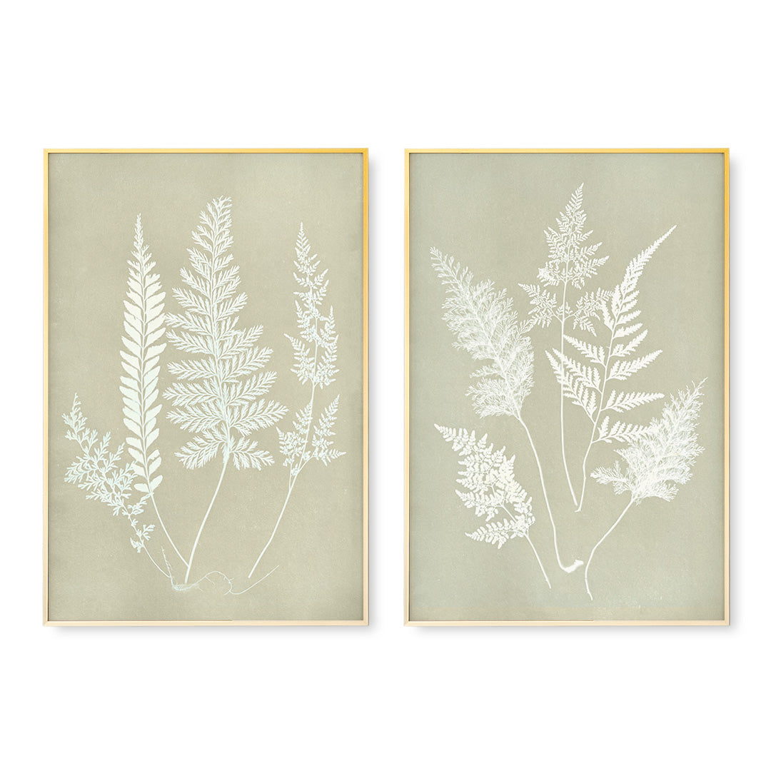 Hued Fern Pair