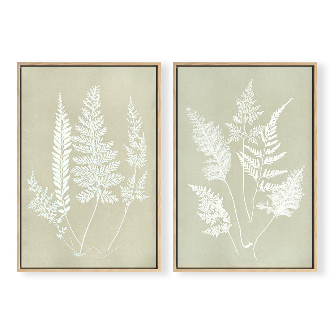 Hued Fern Pair