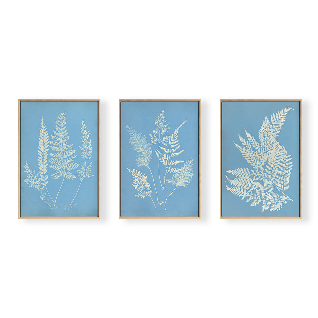 Hued Fern Trio