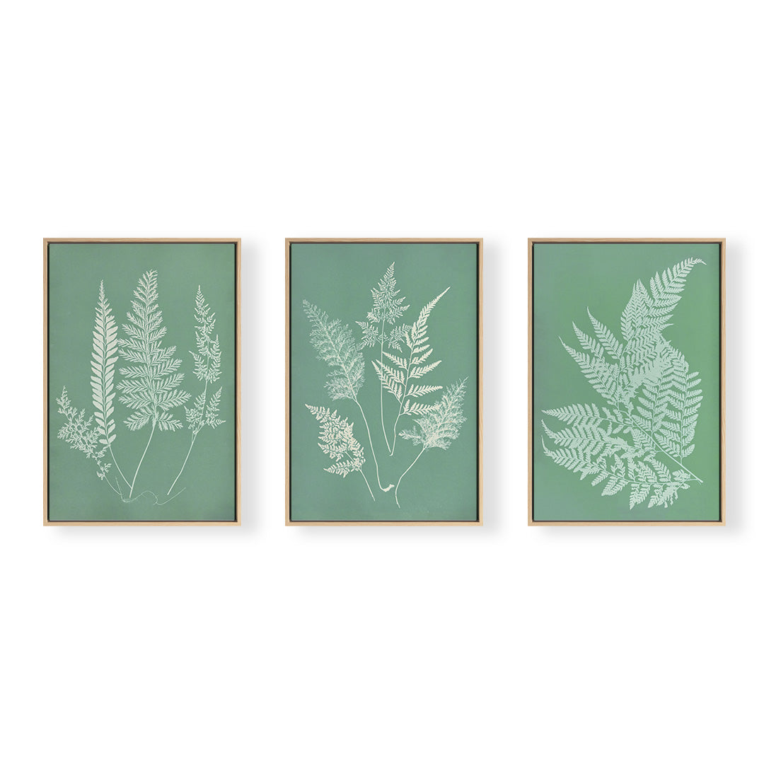 Hued Fern Trio