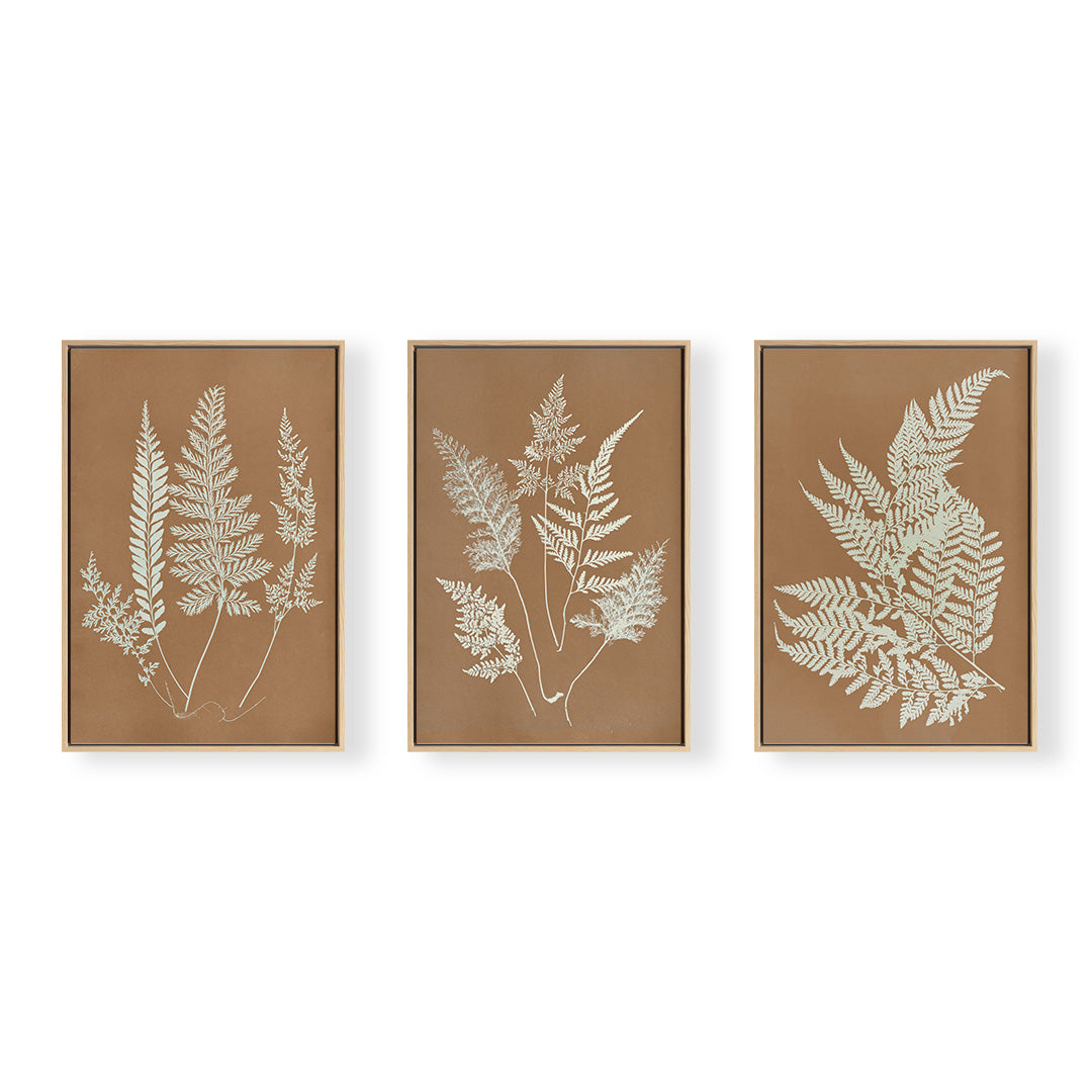 Hued Fern Trio