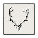 Mounted Antlers