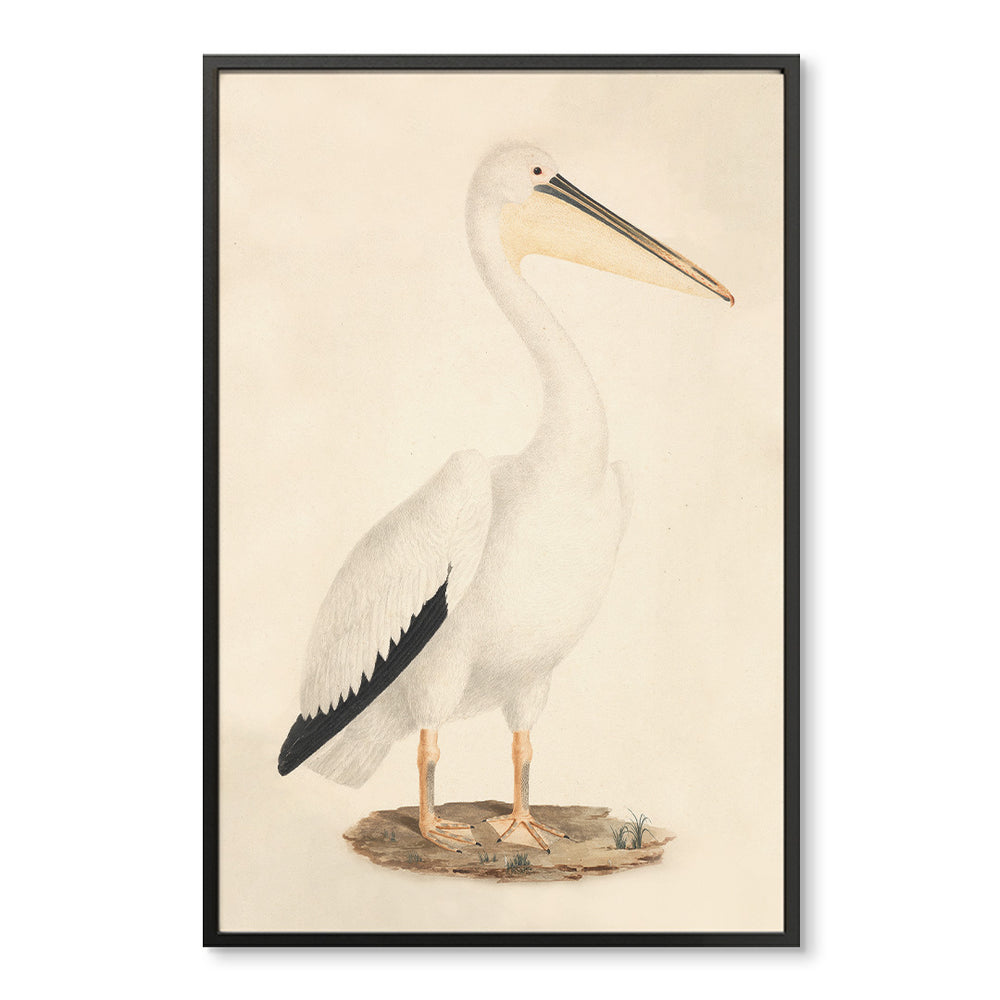 Vintage Pelican