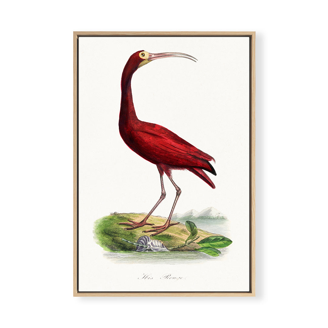 Scarlet Ibis