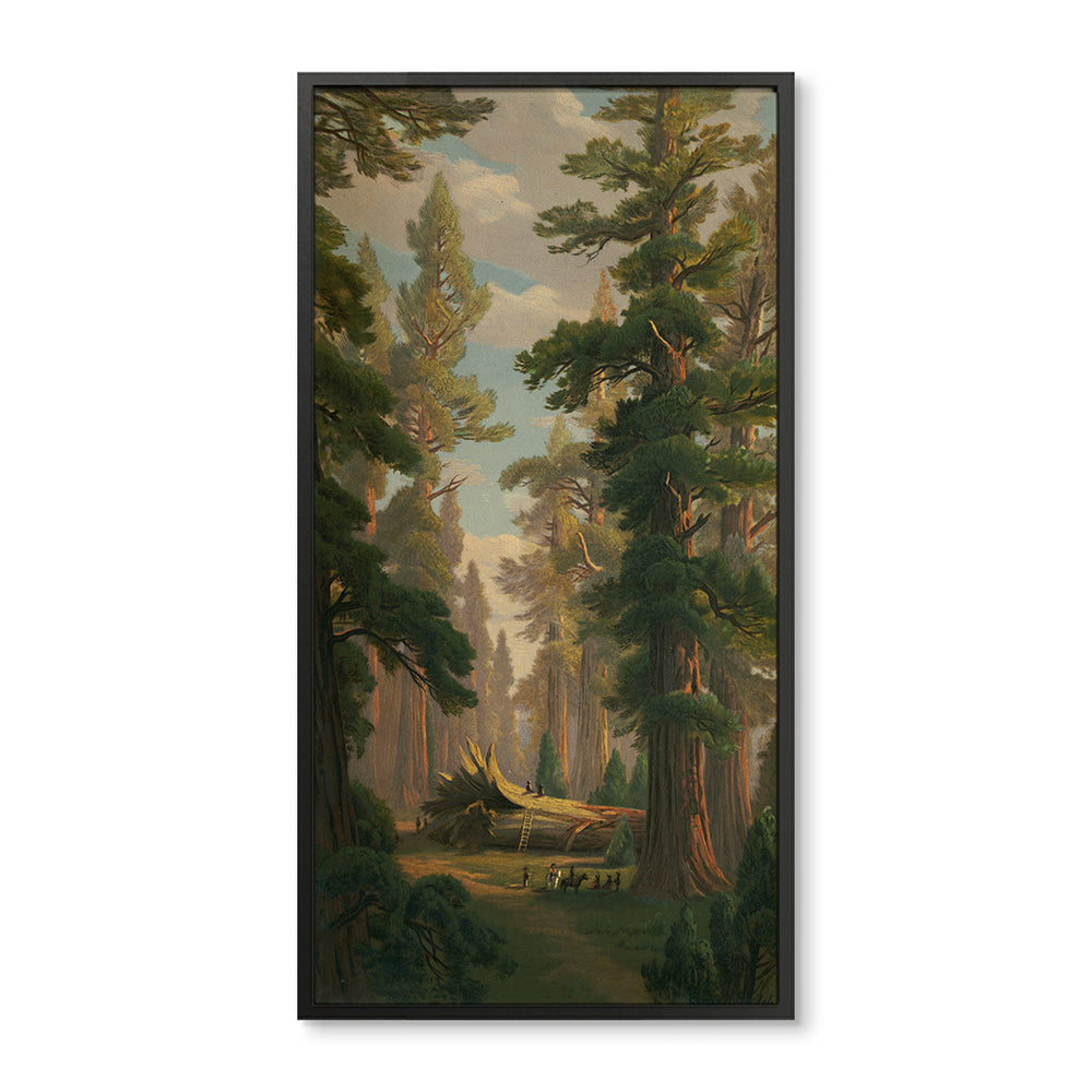 Redwood Trees Panel No.1