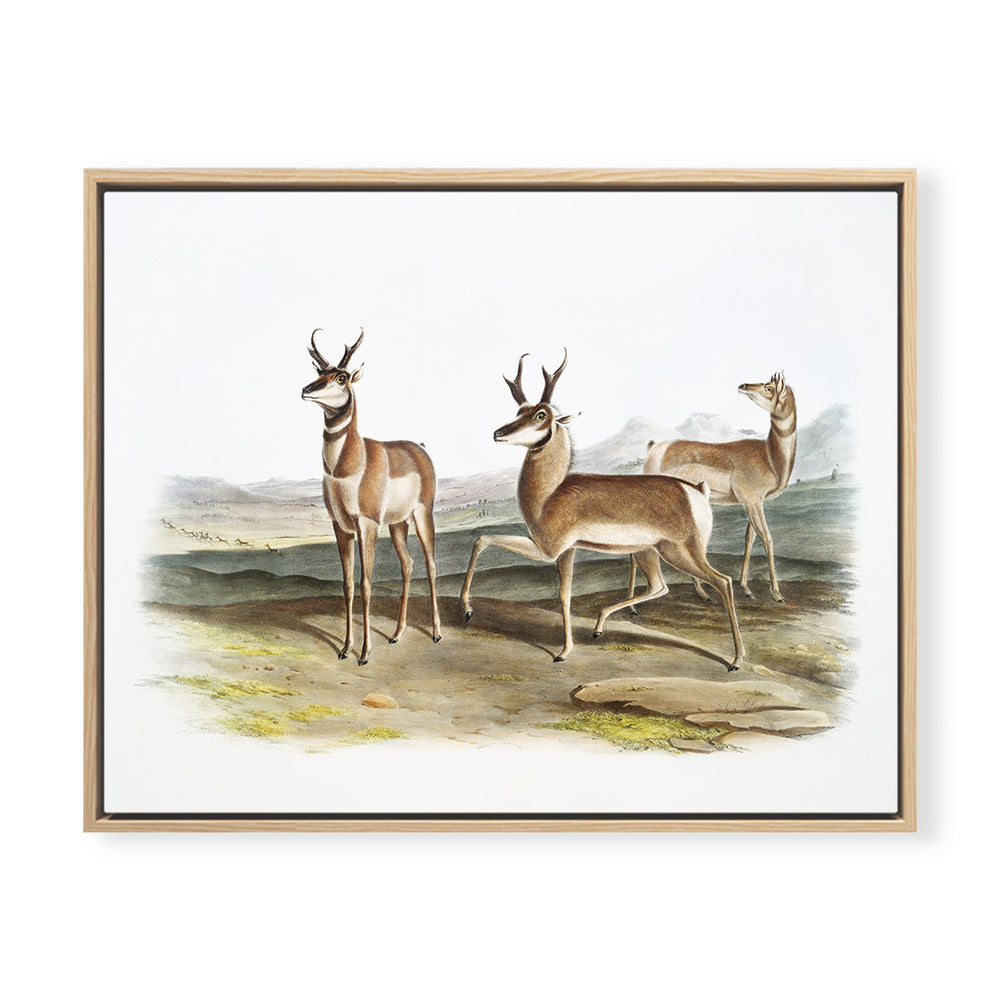 Vintage Antelope
