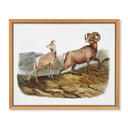 Vintage Bighorn Sheep