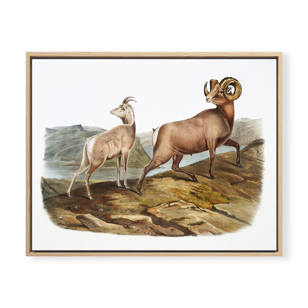 Vintage Bighorn Sheep