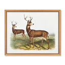 Vintage Black Tail Deer