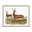 Vintage Black Tail Deer