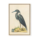 Vintage Blue Heron