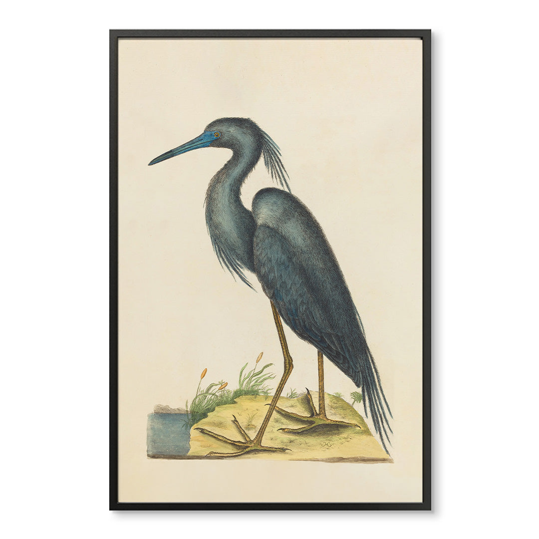 Vintage Blue Heron