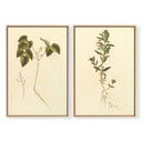 Vintage Botanicals Pair