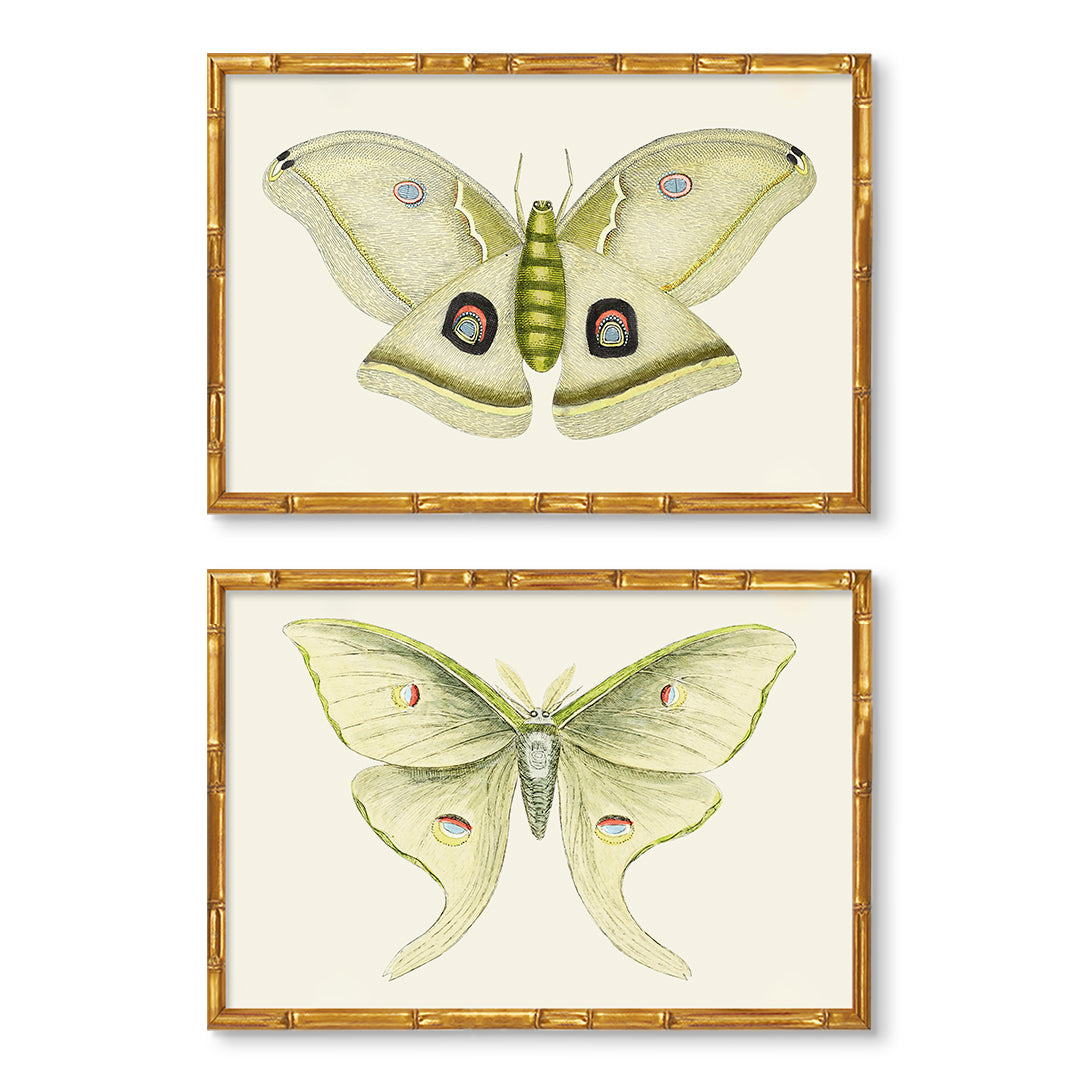 Solstice Butterfly Pair
